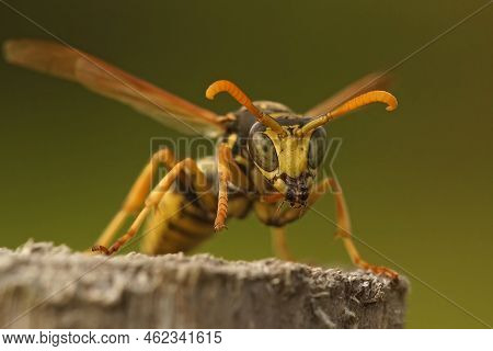 Facial Closeup On A French Paperwas , Yellow Jacket, Polistes Dominula In The Garden