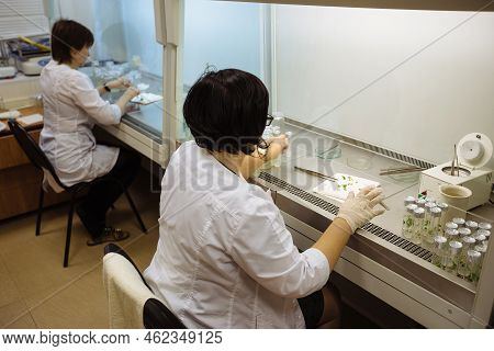 Scientists Work In A Laminar Box. Preparation Of Micro Plants For Cloning In Vitro