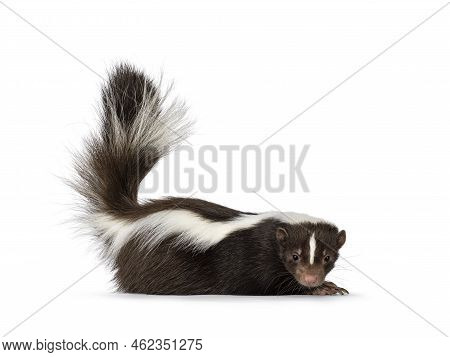 Cute Classic Brown With White Striped Young Skunk Aka Mephitis Mephitis, Laying Down Flat Side Ways.