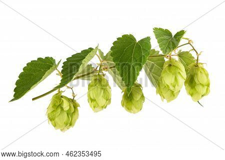 Hop Branch  With Leaves Isolated On White Baxkground