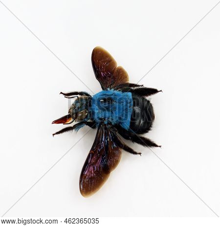 Blue Bumblebee Isolated On White. Xylocopa Caerulea Macro Close Up, Collection Insects, Hymenoptera,