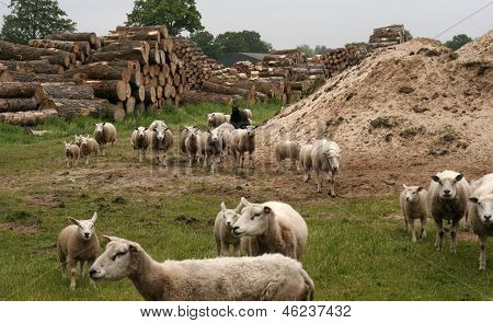 Schapen ใน wei เดอ