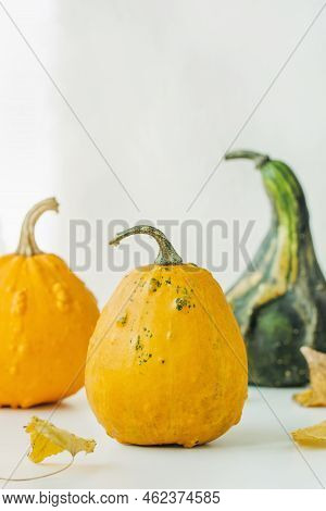 Small Yellow, Orange And Green Decorative Pumpkins And Leaves On White Background. Fall Season, Hall