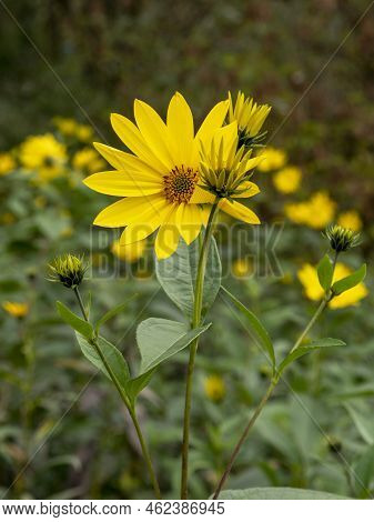 Yellow Flowers Of The Jerusalem Artichoke (helianthus Tuberosus). Flowering Sunroot, Sunchoke, Wild 