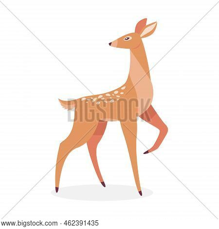 Cartoon Deer. Male Horny, Female, Baby Fawn Spotted Reindeer Isolated On White. Vector Illustrations