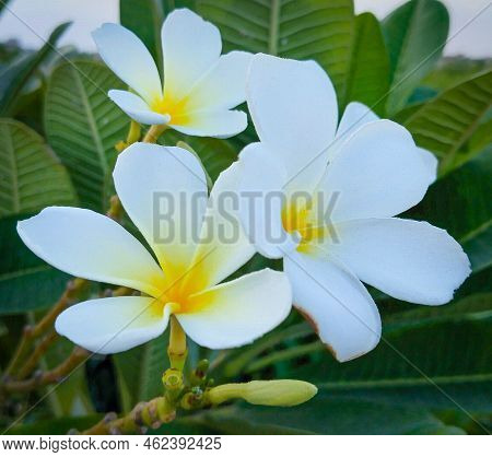 Beautiful Gardenia Taitensis White Flower Tahitian Gardenia Or Tiaré White Flower Plant Of Family Ru