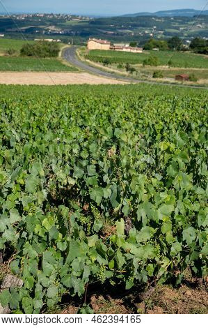 Landscape With Vineyards Near Beaujolais Wine Making Village Val D'oingt, Gateway To Beaujolais Wine