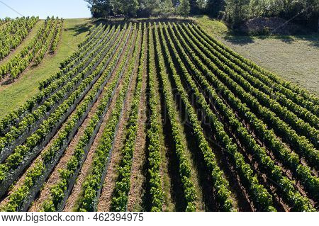 Landscape With Vineyards Near Beaujolais Wine Making Village Val D'oingt, Gateway To Beaujolais Wine