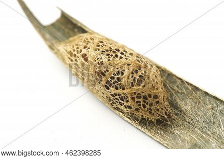 Cricula Silkmoth (cricula Trifenestrata) Pupa, Isolated On White Background