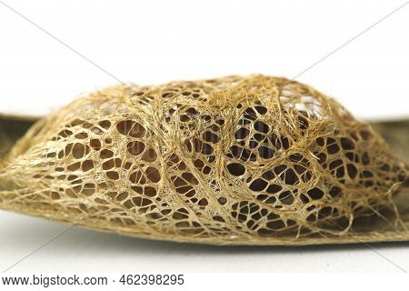 Cricula Silkmoth (cricula Trifenestrata) Pupa, Isolated On White Background
