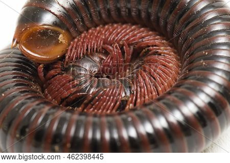 The Millipede Rolled Into A Circle Isolated On White Background