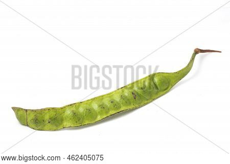 Parkia Speciosa ( Petai, Bitter Bean, Twisted Cluster Bean, Stinker Or Stink Bean) On White Backgrou