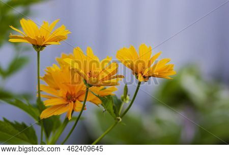 In Summer, Yellow Bright Heliopsis Flowers Grow. Yellow Heliopsis Scabra Flower.