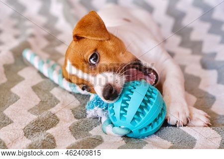Cute Little Jack Russell Terrier Puppy With Teether Ball. Six Weeks Puppy Playing With Toy At Home