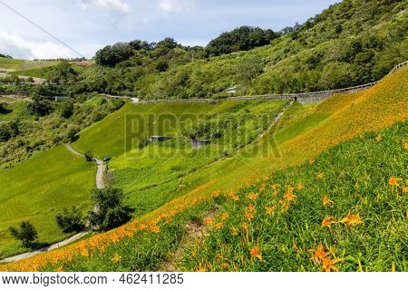 Orange day lily flower field in Taimali Kinchen Mountain in Taitung
