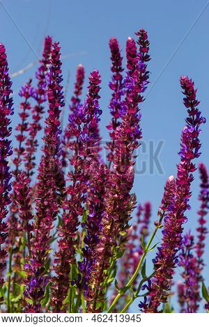 Background Or Texture Of Salvia Nemorosa Caradonna Balkan Clary In A Country Cottage Garden In A Rom