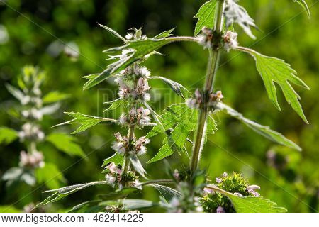 Leonurus Cardiaca, Known As Motherwort. Other Common Names Include Throw-wort, Lion's Ear, And Lion'