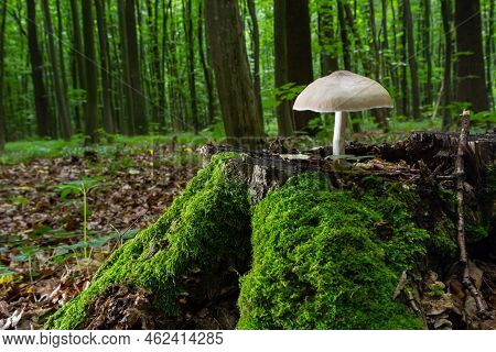 Volvariella Gloiocephala Is Alsno Known As Big Sheath Mushroom, Rose-gilled Grisette Or Stubble Rose