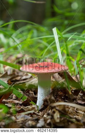 Russula Emetica, Commonly Known As The Sickener, Emetic Russula, Or Vomiting Russula, Is A Basidiomy