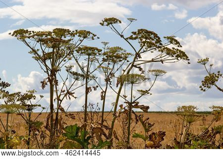Heracleum Sosnowskyi On Blue Sky Background. All Parts Of Heracleum Sosnowskyi Contain The Intense T