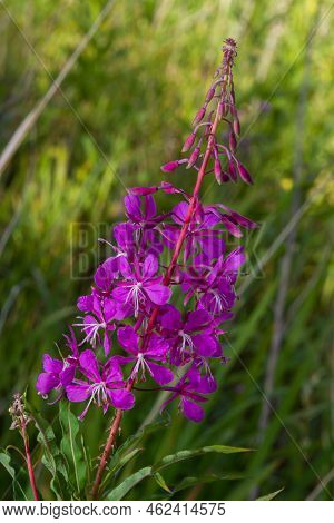Ivan Chai, Chamaenerion Angustifolium, Fireweed, Great Willowherb, Rosebay Willowherb, Perennial Her