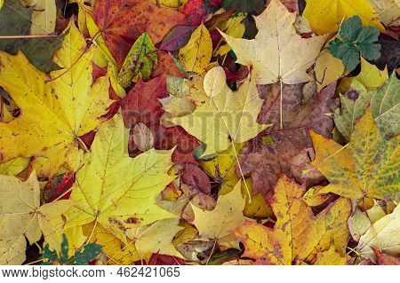 Fallen Foliage In A Maple Grove, Natural Background With Yellow Red Maple Leaf