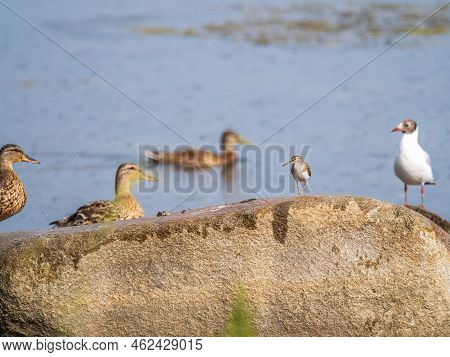 Common Sandpiper, Actitis Hypoleucos, Resting Lake Shore Under Raindrops.