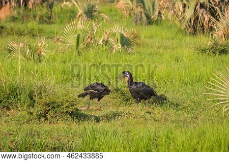 A Abyssinian Ground Hornbill In Murchinson Falls National Park (uganda), Sunny Morning In May