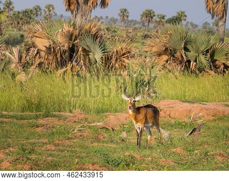 Portrait Of An Ugandan Kob (kobus Thomasi) In Murchinson Falls National Park (uganda), Sunny Morning