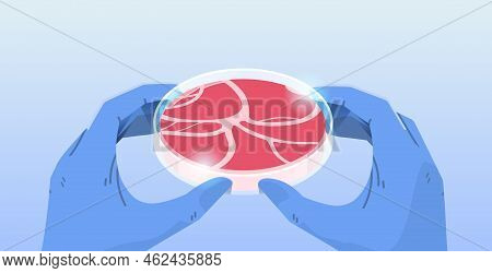 Scientist Hands Holding Cultured Red Raw Meat Made From Animal Cells Artificial Lab Grown Meat Produ