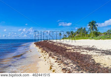 Tropical Mexican Beach Water Seaweed Sargazo Playa Del Carmen Mexico.