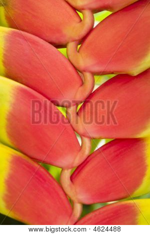 Heliconia