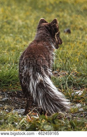 Cute Fluffy Arctic Fox Cub From Behind