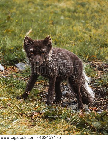 A Little Arctic Fox Cub Caught Stealing Some Lamb Meat From Our Restaurat On Iceland.