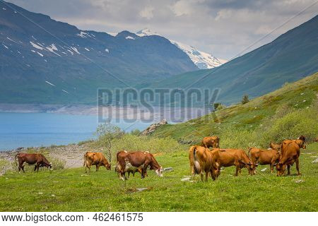 Herd Of Cows In Front Of The Mont-cenis Lake, Savoie Alps, France