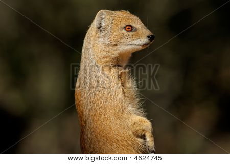 Gul Mongoose