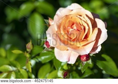Delicate Beautiful Cream Roses Flower With Buds Among Emerald Leaves In The Garden Closeup