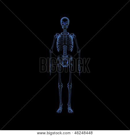 Radiografie dello scheletro