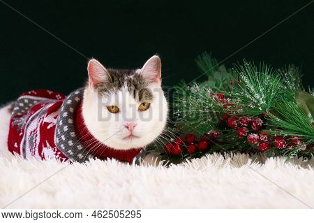 Christmas Or New Year Greetings Banner With Cute White And Tabby Cat Wearing Red Sweater Sitting Nea