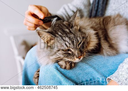 Owner Combs Out Shaggy Big Gray Cat Lying On Lap. Pet Care, Grooming Procedure, Combing Out Shedding