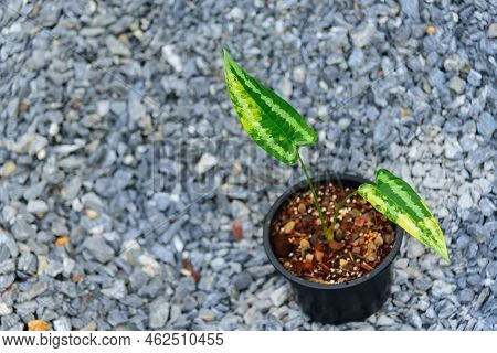 Leaf Of Schismatoglottis Wallichii Variegated In The Pot