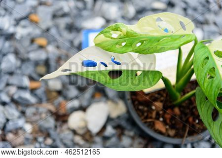 Monstera Adansonii Albo  Variegated Giant In The Pot