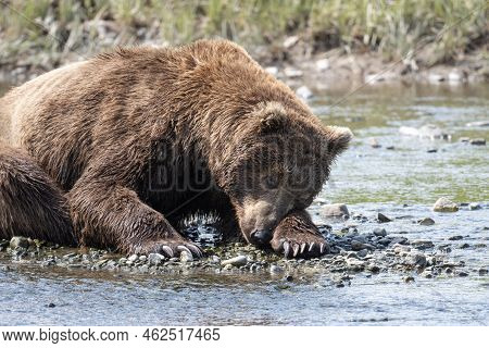 Alaskan Brown Bear Laying On The Rocky Shore Of Mikfik Creek In Mcneil River State Game Sanctuary An