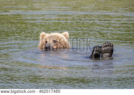 A Young Alaskan Brown Bear Relaxing And Playing In Mikfik Creek With Its Paws Out Of The Water In Mc