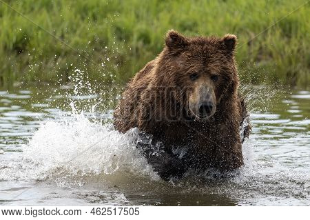 Alaskan Brown Bear Lunging In An Attempt To Catch Salmon At Mikfik Creek In Mcneil River State Game 