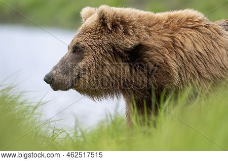 Alaskan Brown Bear Walking Along The Shore Of Mikfik Creek In Mcneil River State Game Refuge And San