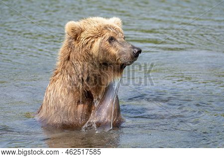 Alaskan Brown Bear Fishing For Salmon In Mikfik Creek In Mcneil River State Game Sanctuary And Refug