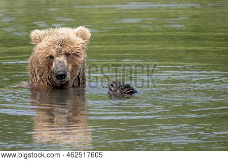 A Young Alaskan Brown Bear Relaxing And Playing In Mikfik Creek With Its Paws Out Of The Water In Mc