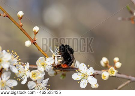 A Bee-like Insect On The Flower Of A Plant.