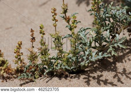 Green Immature Trichomatic Indehiscent Cypsela Fruit Of Ambrosia Chamissonis, Asteraceae, Native Per